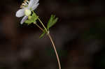 Eastern false rue anemone